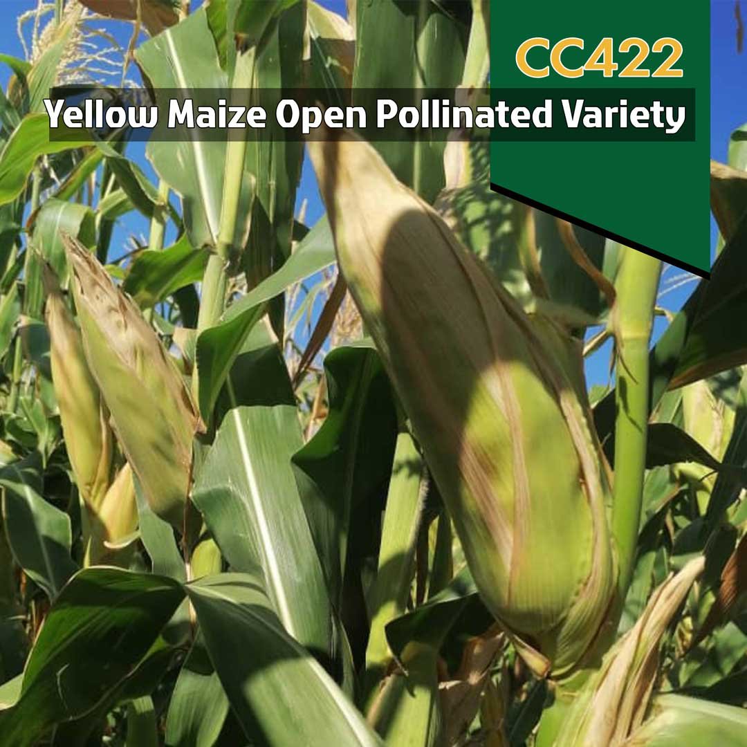 CC422-Mobile-Image-1