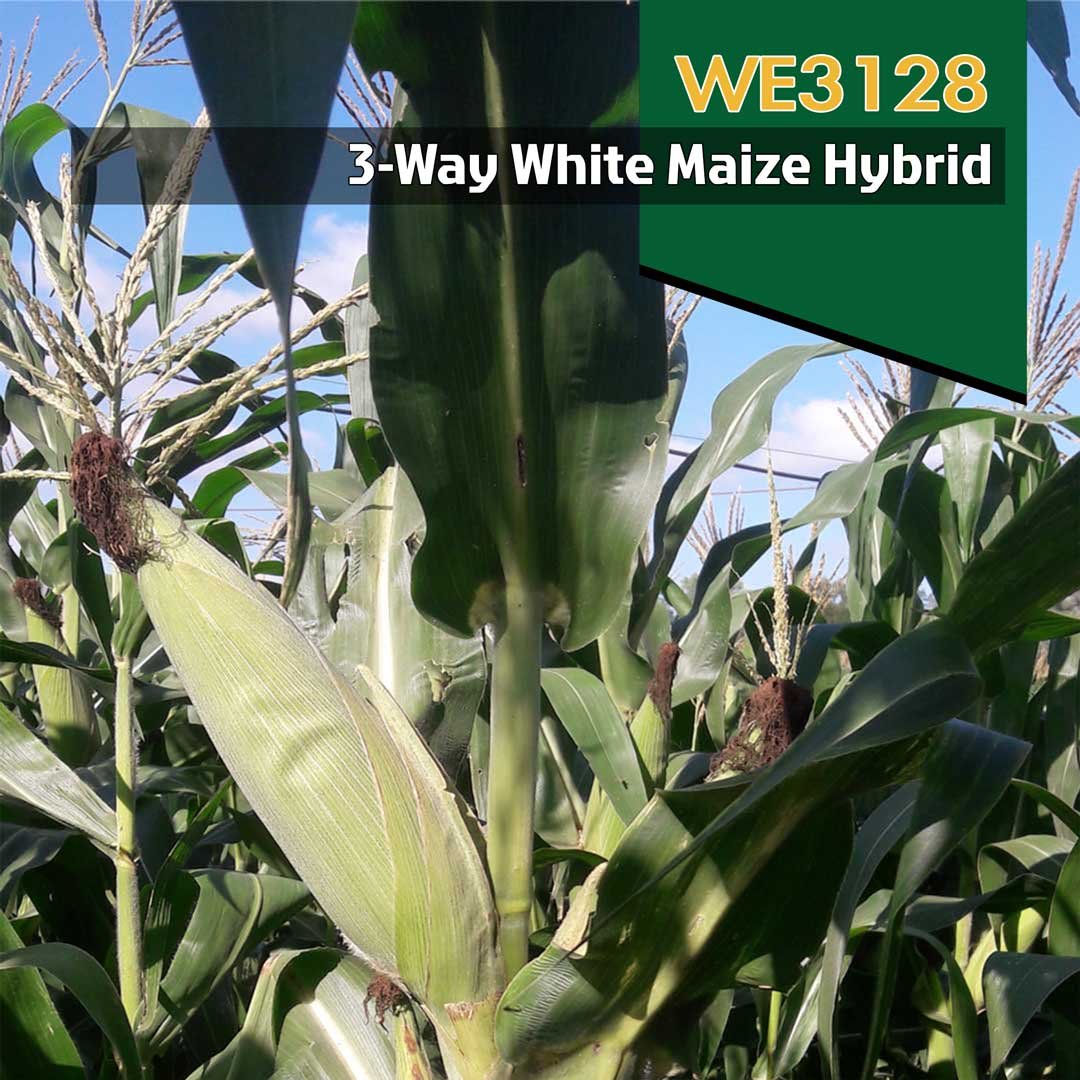 Crosscorn-WE3128-Mobile-Image