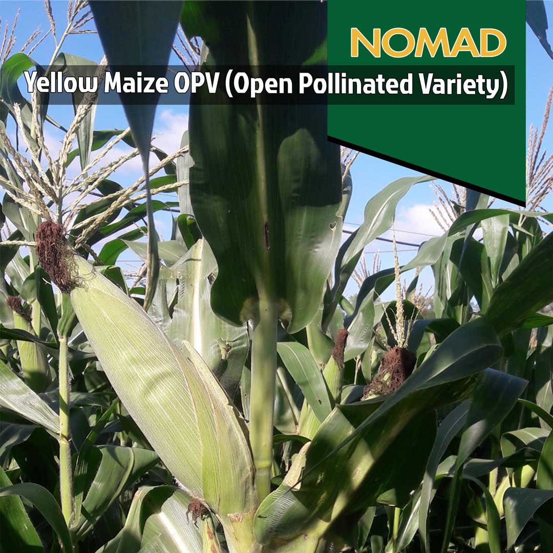 CC422-Mobile-Image-1